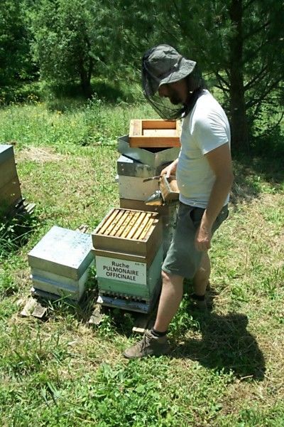 La ruche Pulmonaire officinale