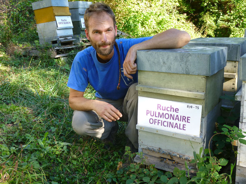 La ruche Pulmonaire officinale