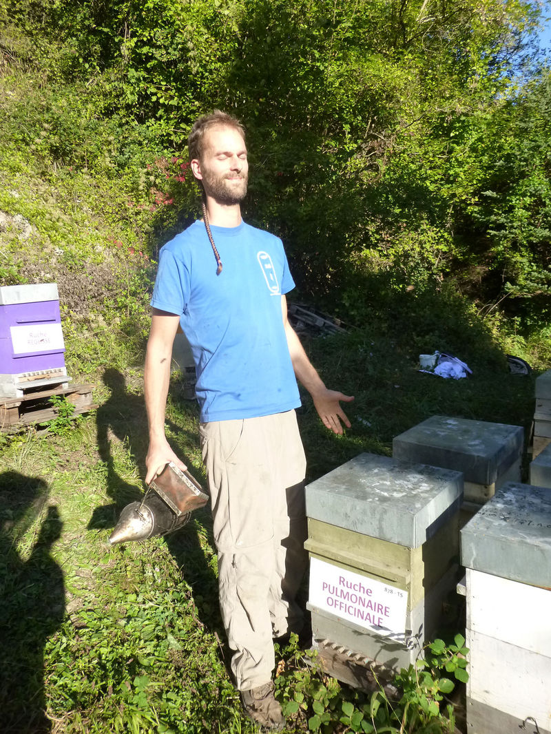 La ruche Pulmonaire officinale