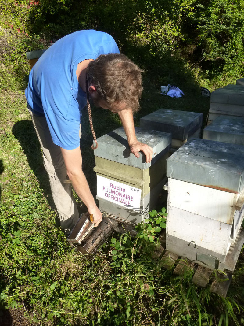 La ruche Pulmonaire officinale