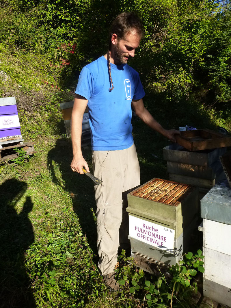 La ruche Pulmonaire officinale