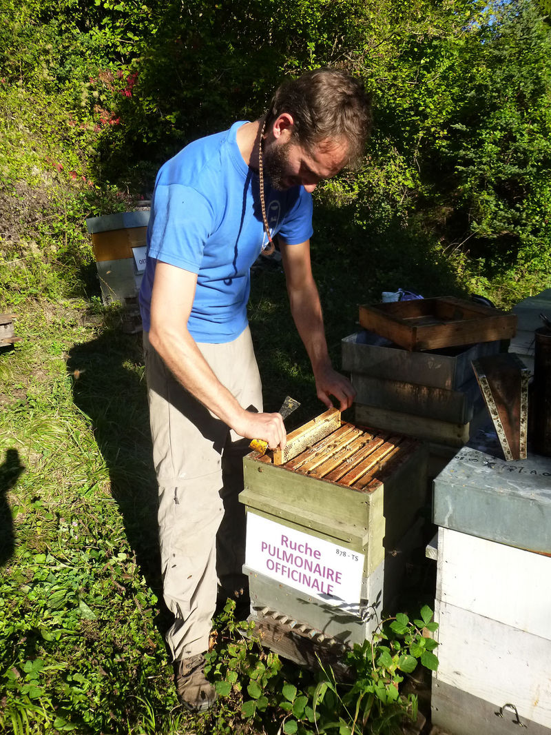 La ruche Pulmonaire officinale