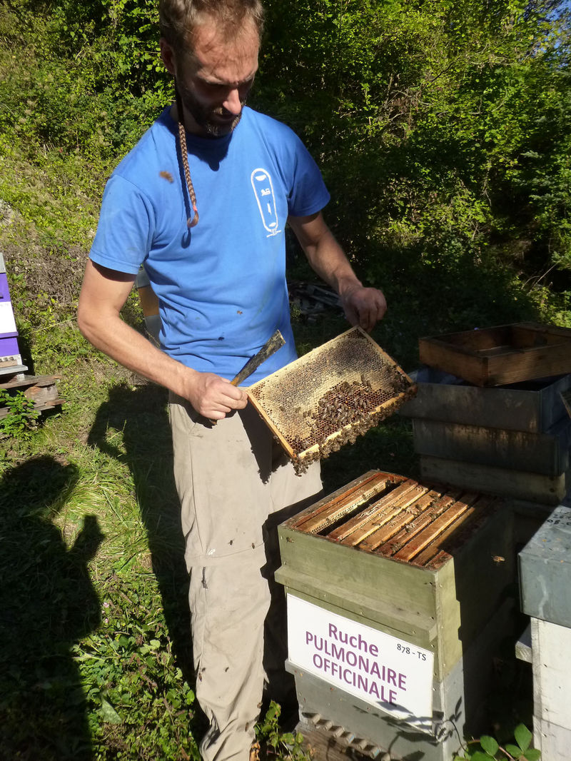 La ruche Pulmonaire officinale