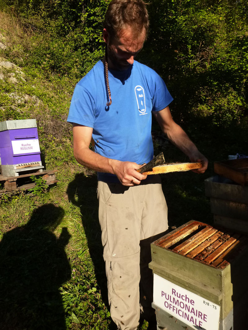 La ruche Pulmonaire officinale