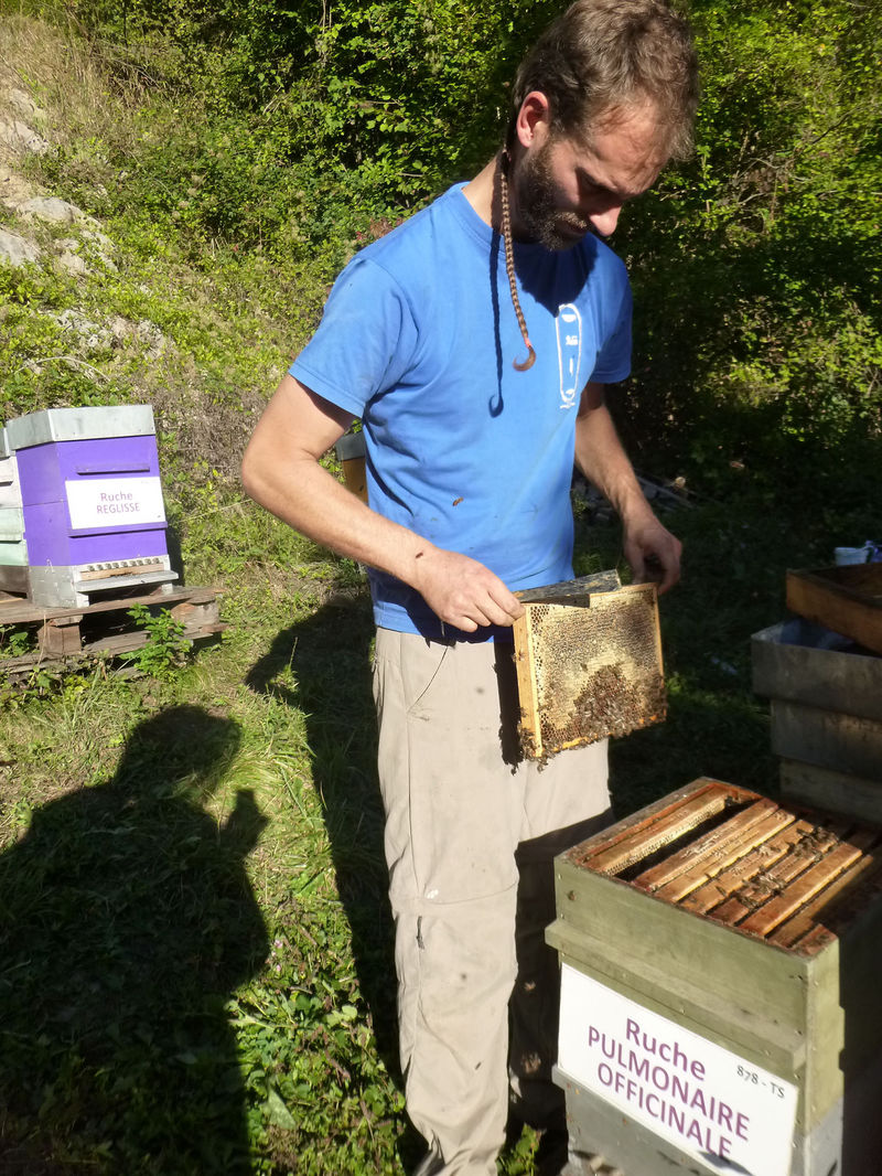 La ruche Pulmonaire officinale