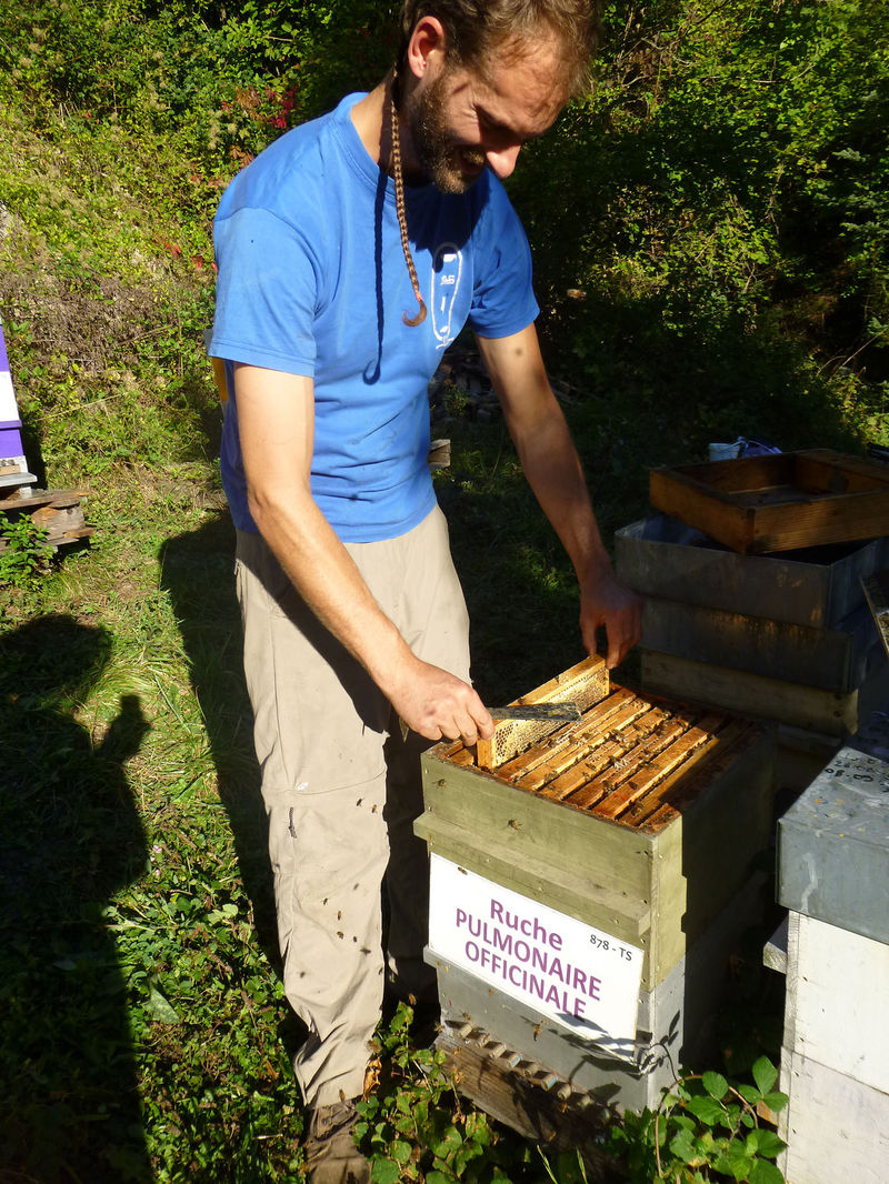 La ruche Pulmonaire officinale