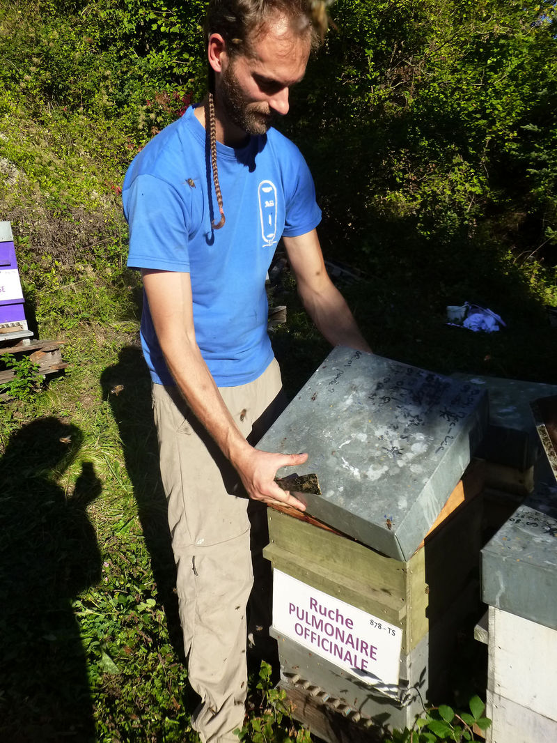 La ruche Pulmonaire officinale