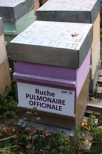 La ruche Pulmonaire officinale