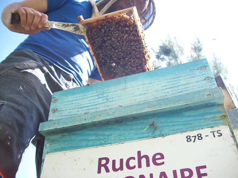 La ruche Pulmonaire officinale