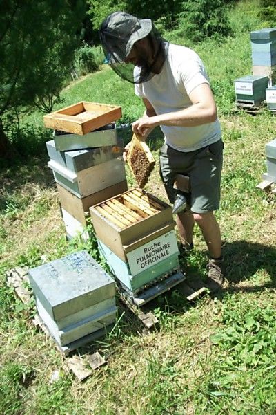 La ruche Pulmonaire officinale