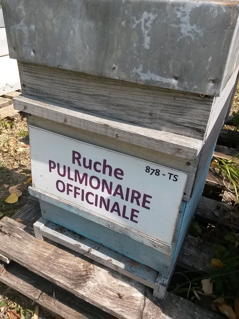 La ruche Pulmonaire officinale