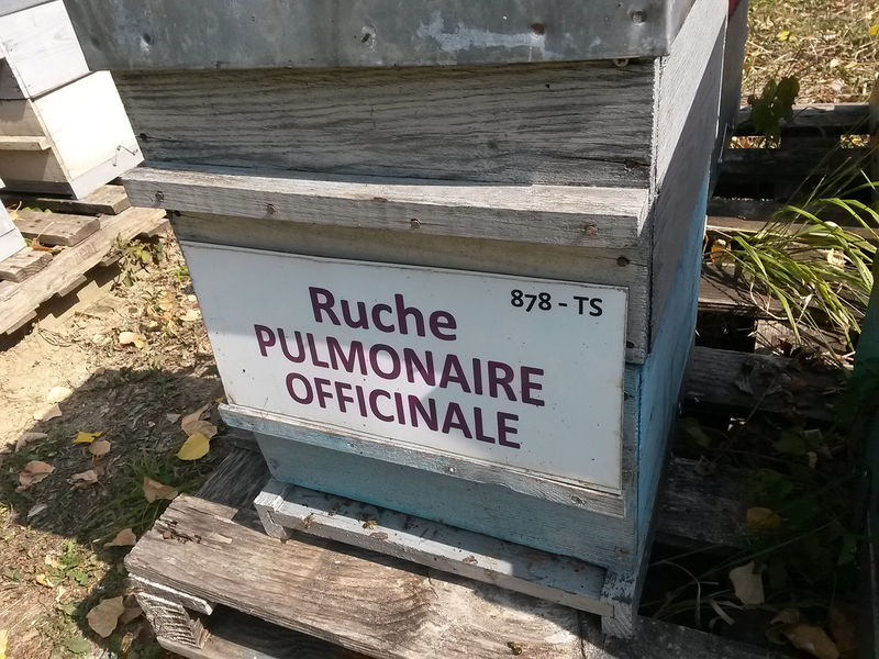 La ruche Pulmonaire officinale