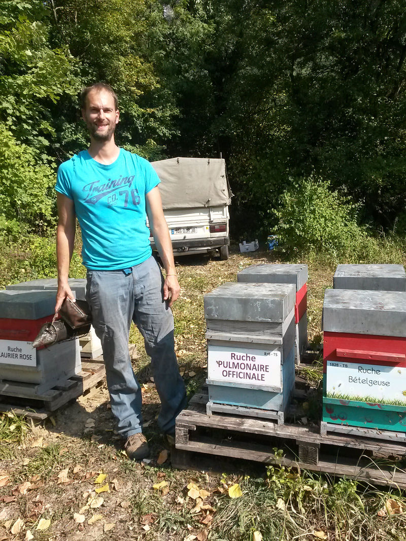 La ruche Pulmonaire officinale