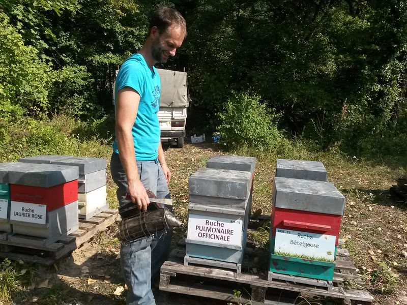 La ruche Pulmonaire officinale