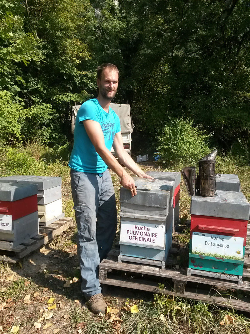 La ruche Pulmonaire officinale
