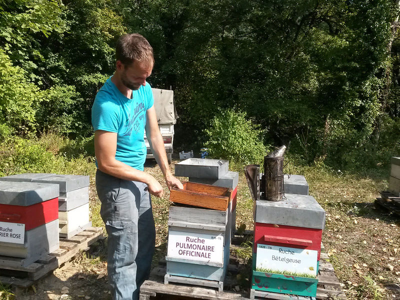 La ruche Pulmonaire officinale