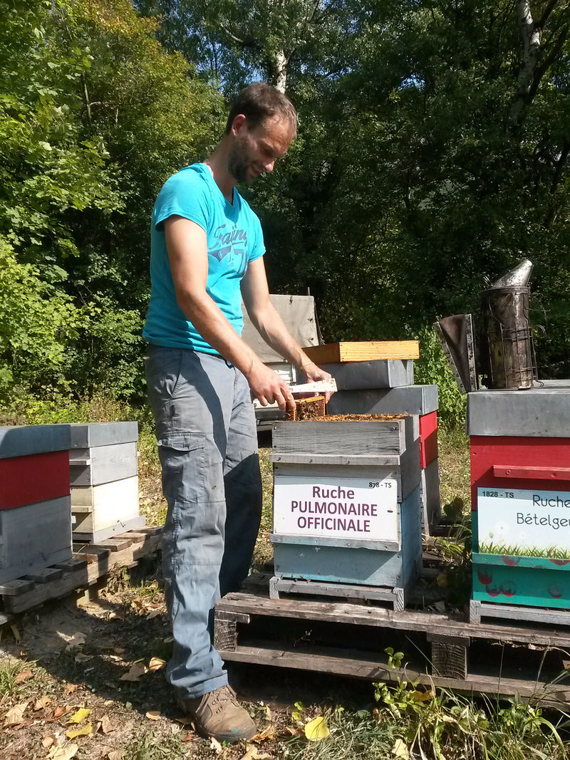 La ruche Pulmonaire officinale