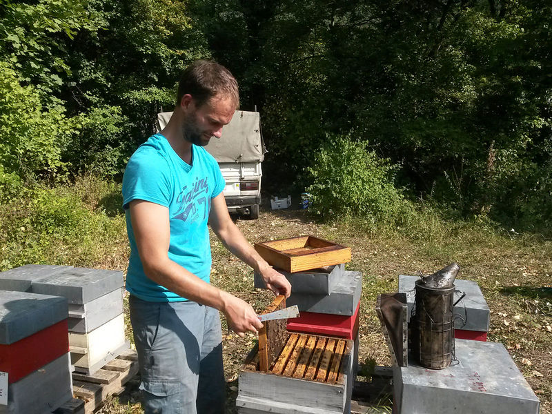 La ruche Pulmonaire officinale