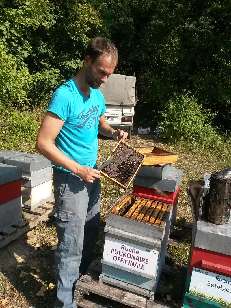 La ruche Pulmonaire officinale