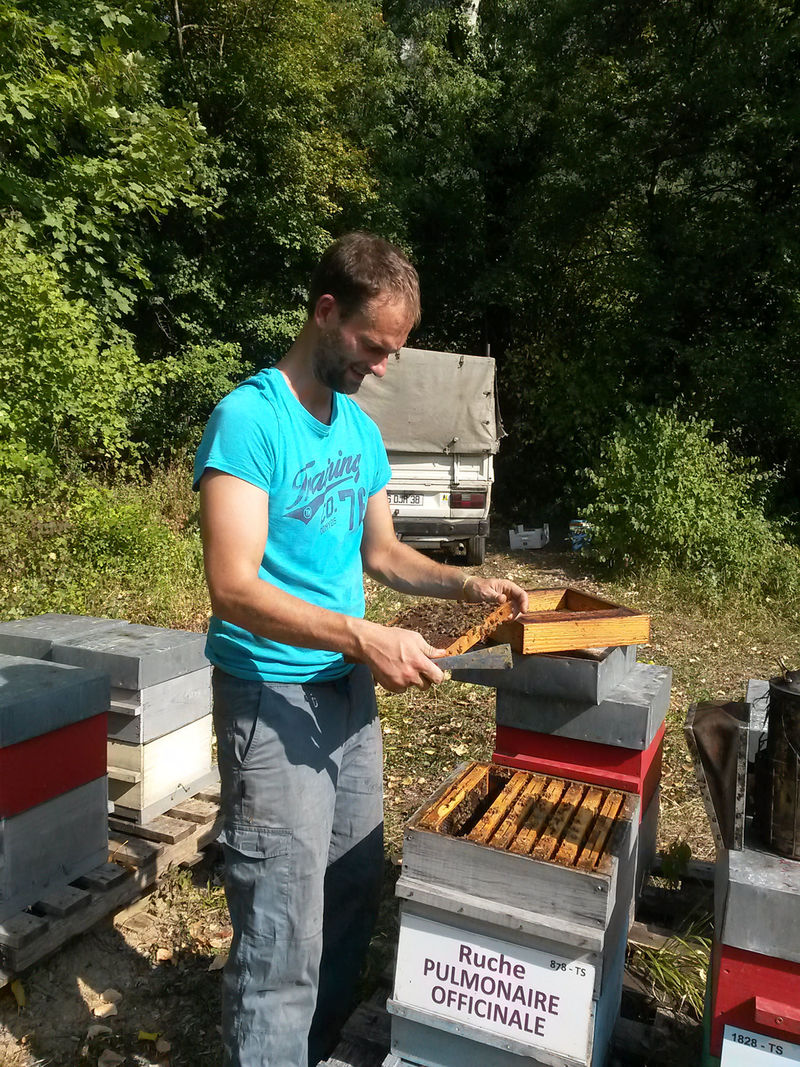 La ruche Pulmonaire officinale