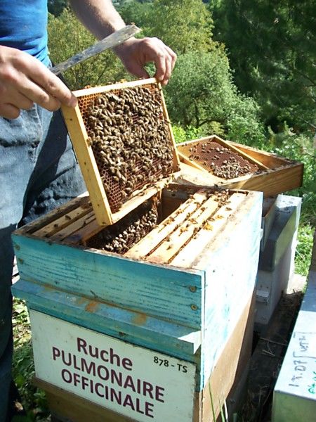 La ruche Pulmonaire officinale