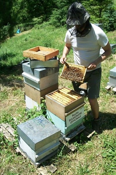 La ruche Pulmonaire officinale