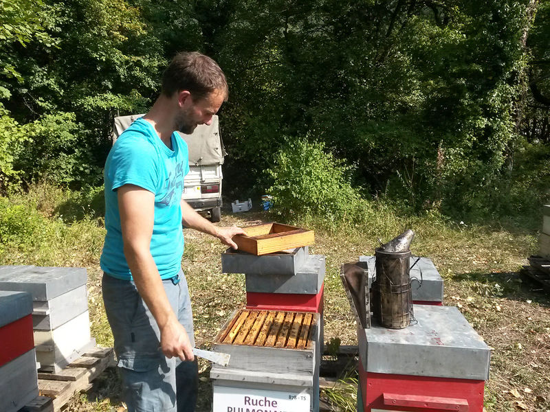 La ruche Pulmonaire officinale