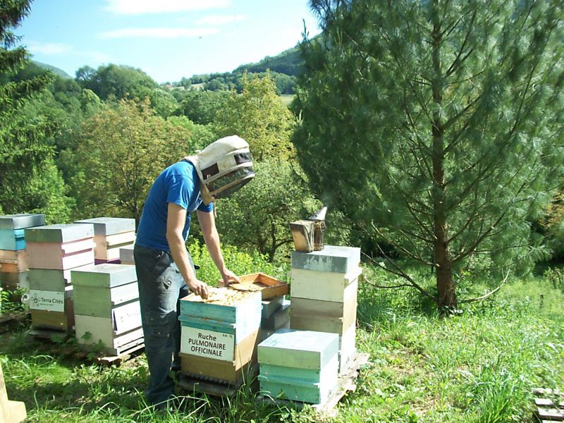 La ruche Pulmonaire officinale