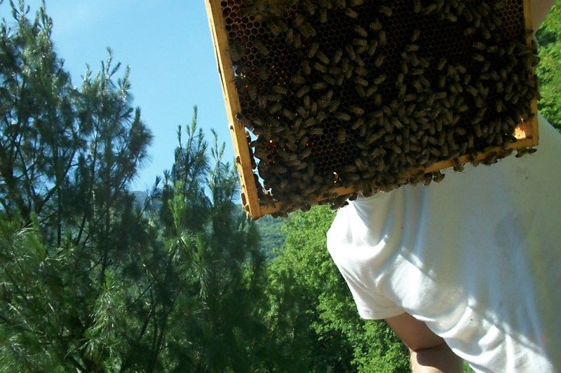 La ruche Pulmonaire officinale