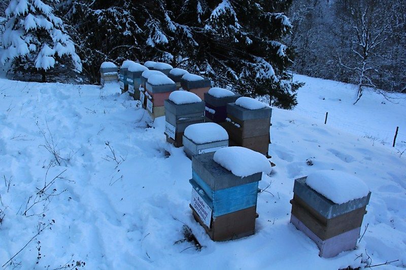 La ruche Pulmonaire officinale