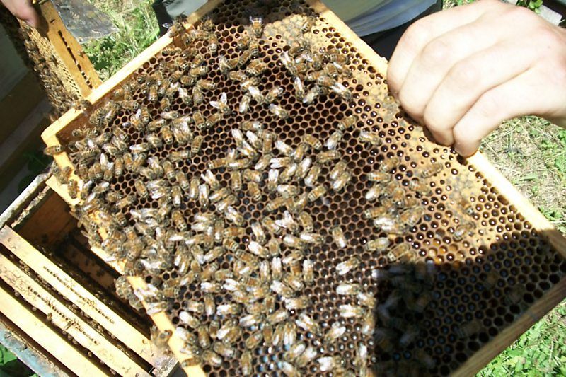 La ruche Pulmonaire officinale