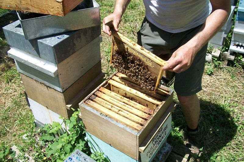 La ruche Pulmonaire officinale