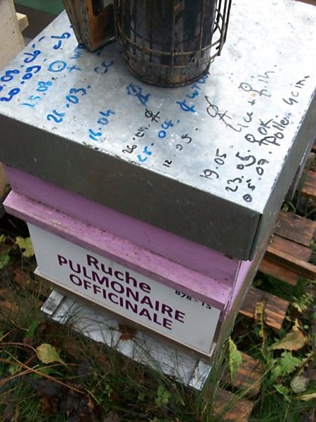 La ruche Pulmonaire officinale