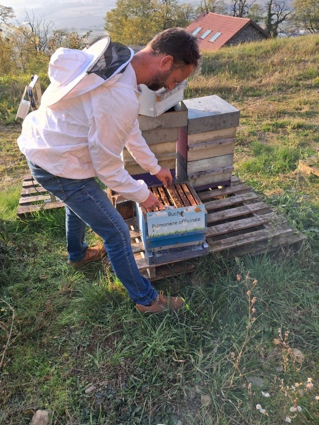 La ruche Pulmonaire officinale