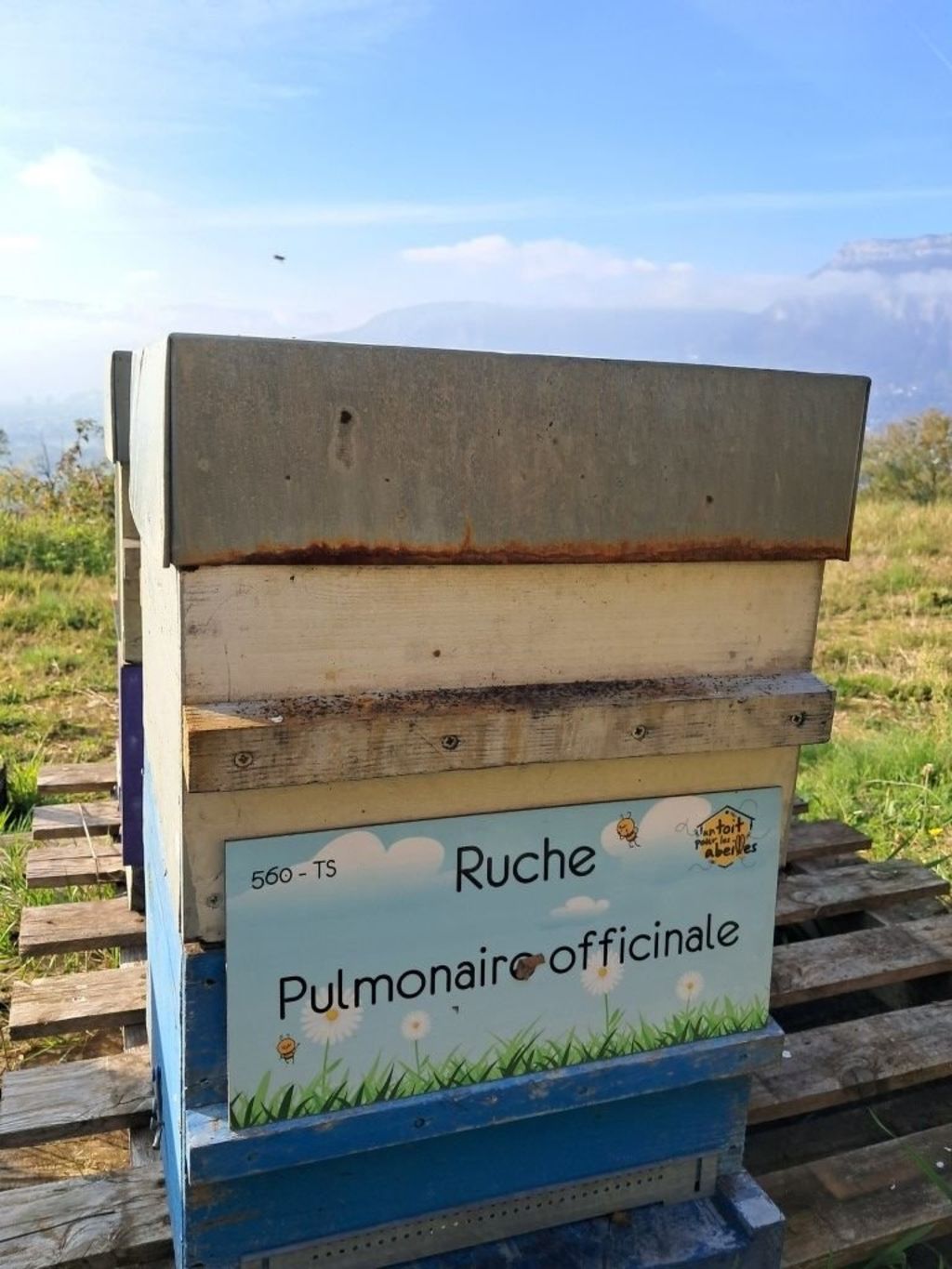 La ruche Pulmonaire officinale
