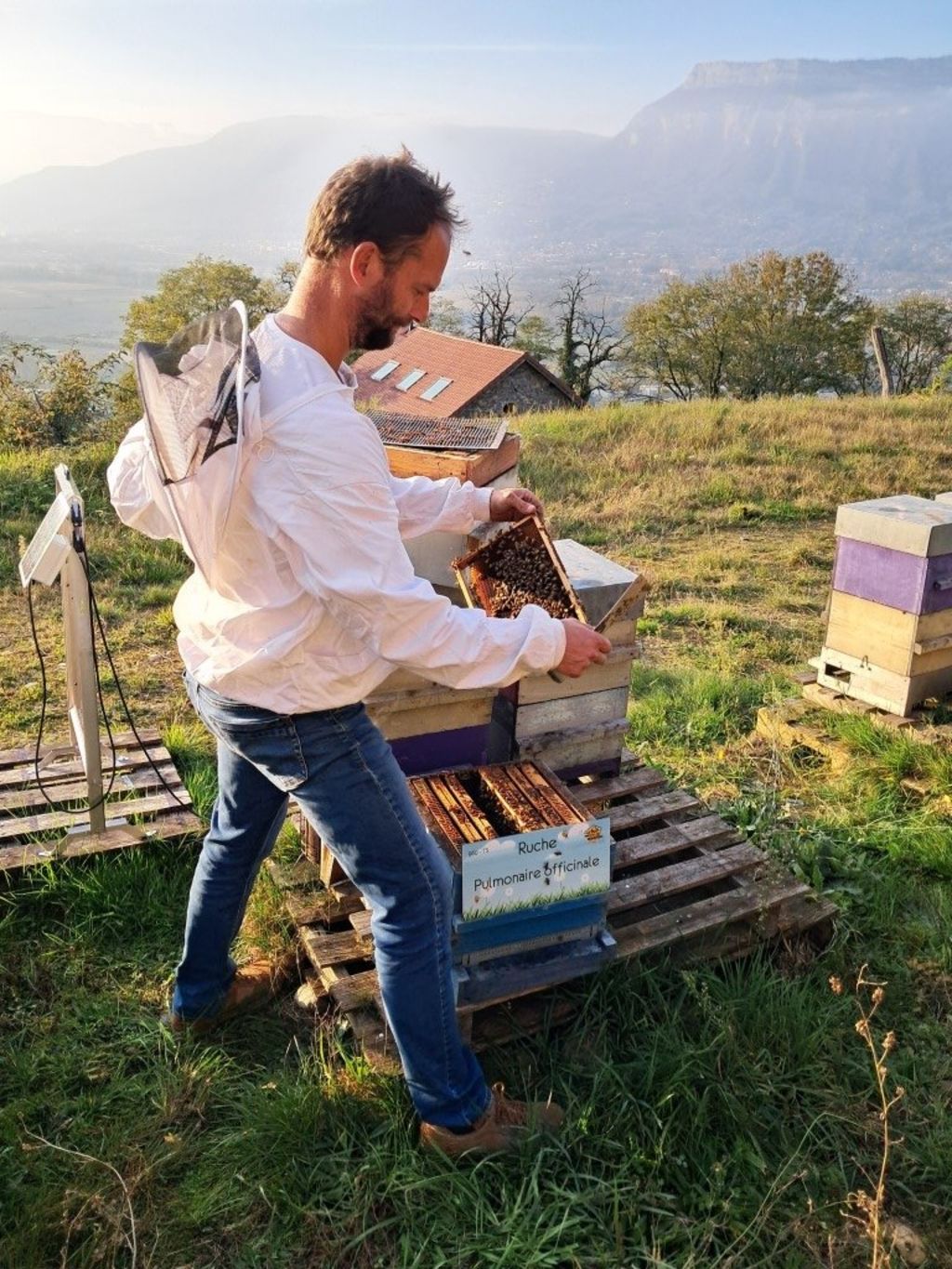 La ruche Pulmonaire officinale