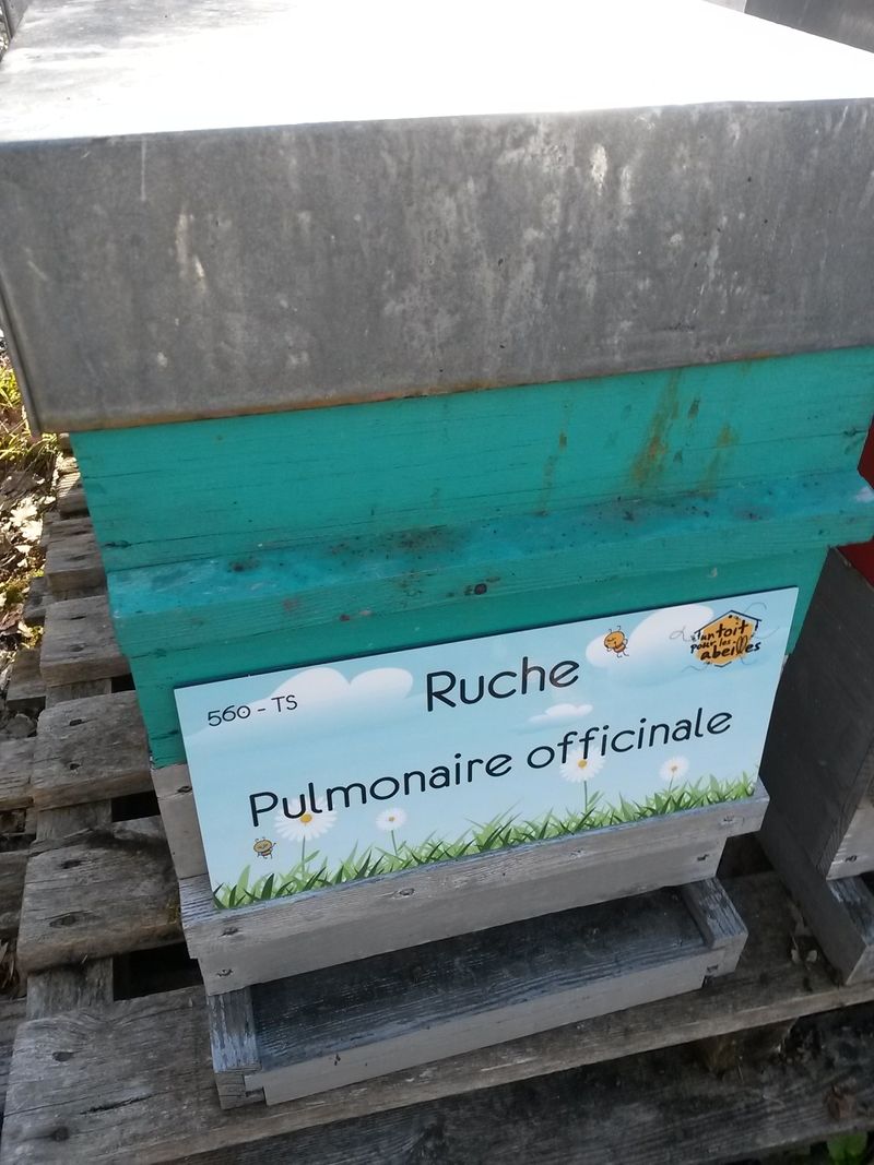 La ruche Pulmonaire officinale