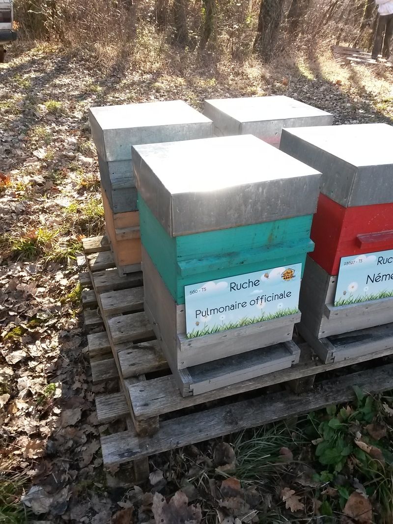 La ruche Pulmonaire officinale