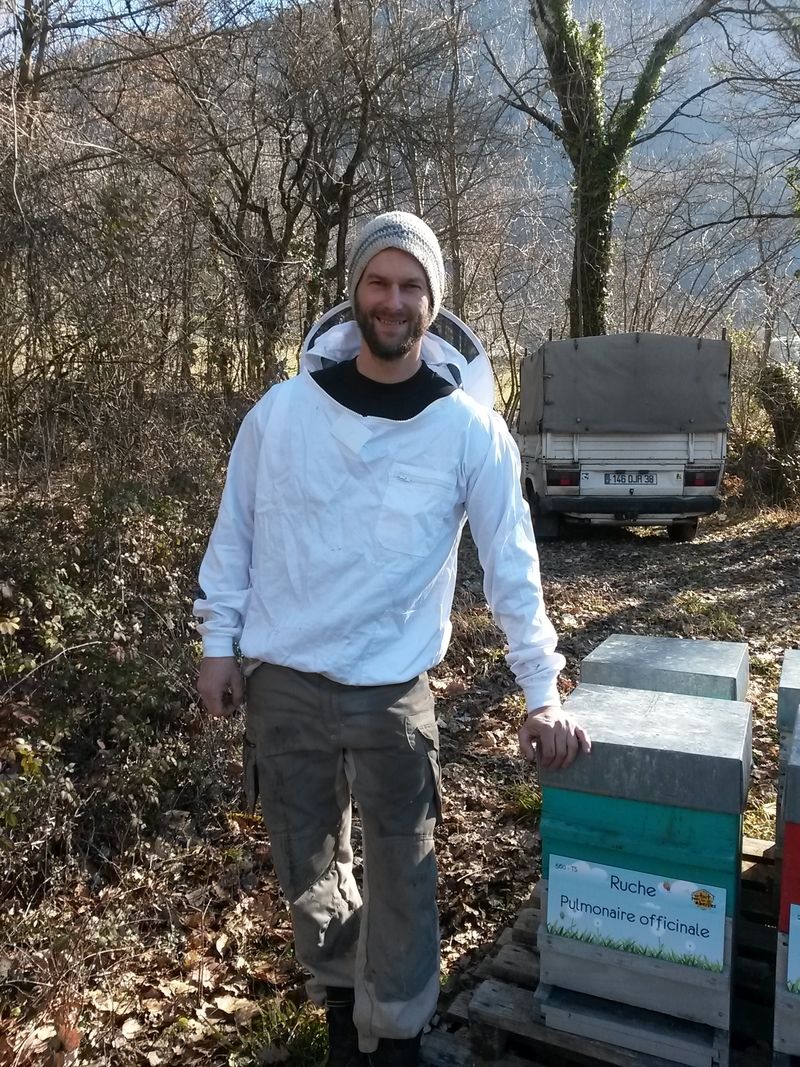 La ruche Pulmonaire officinale