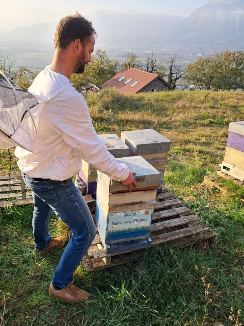 La ruche Pulmonaire officinale