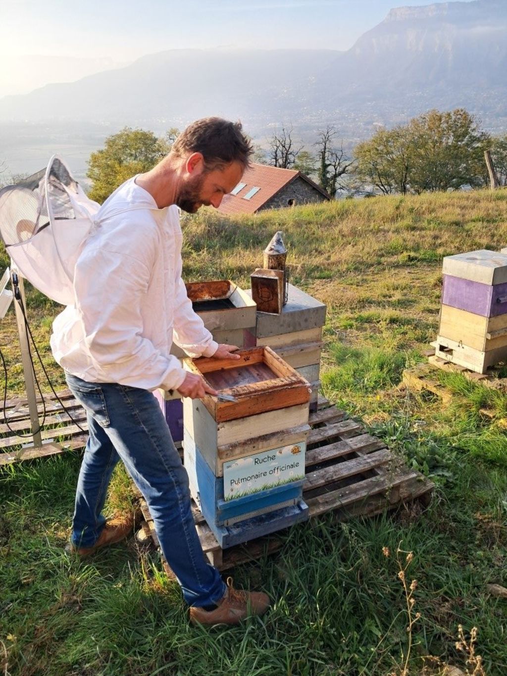 La ruche Pulmonaire officinale