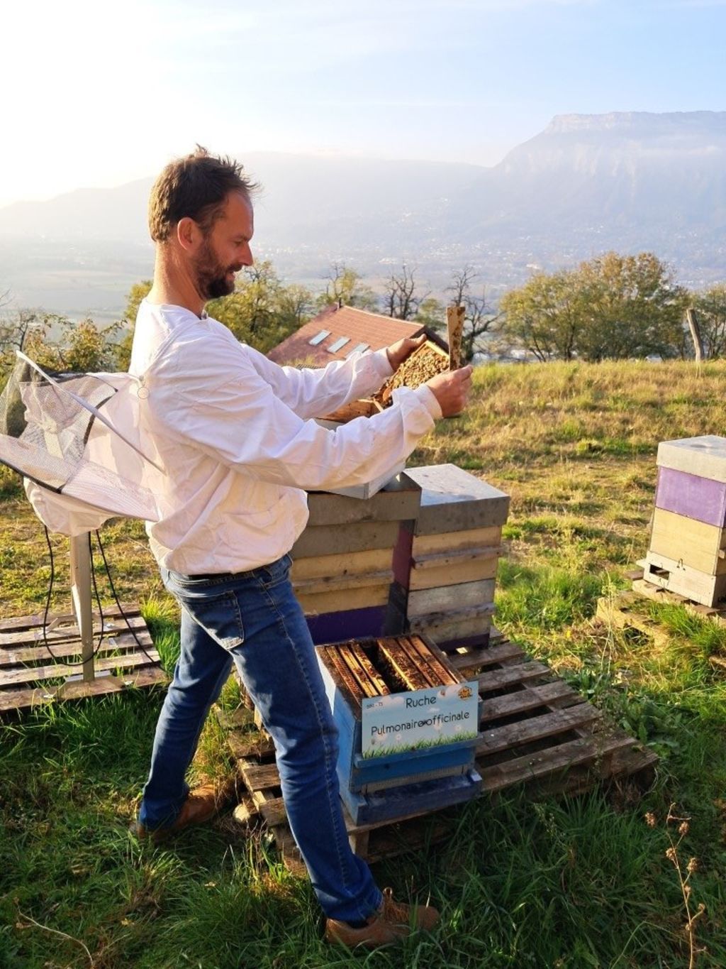 La ruche Pulmonaire officinale