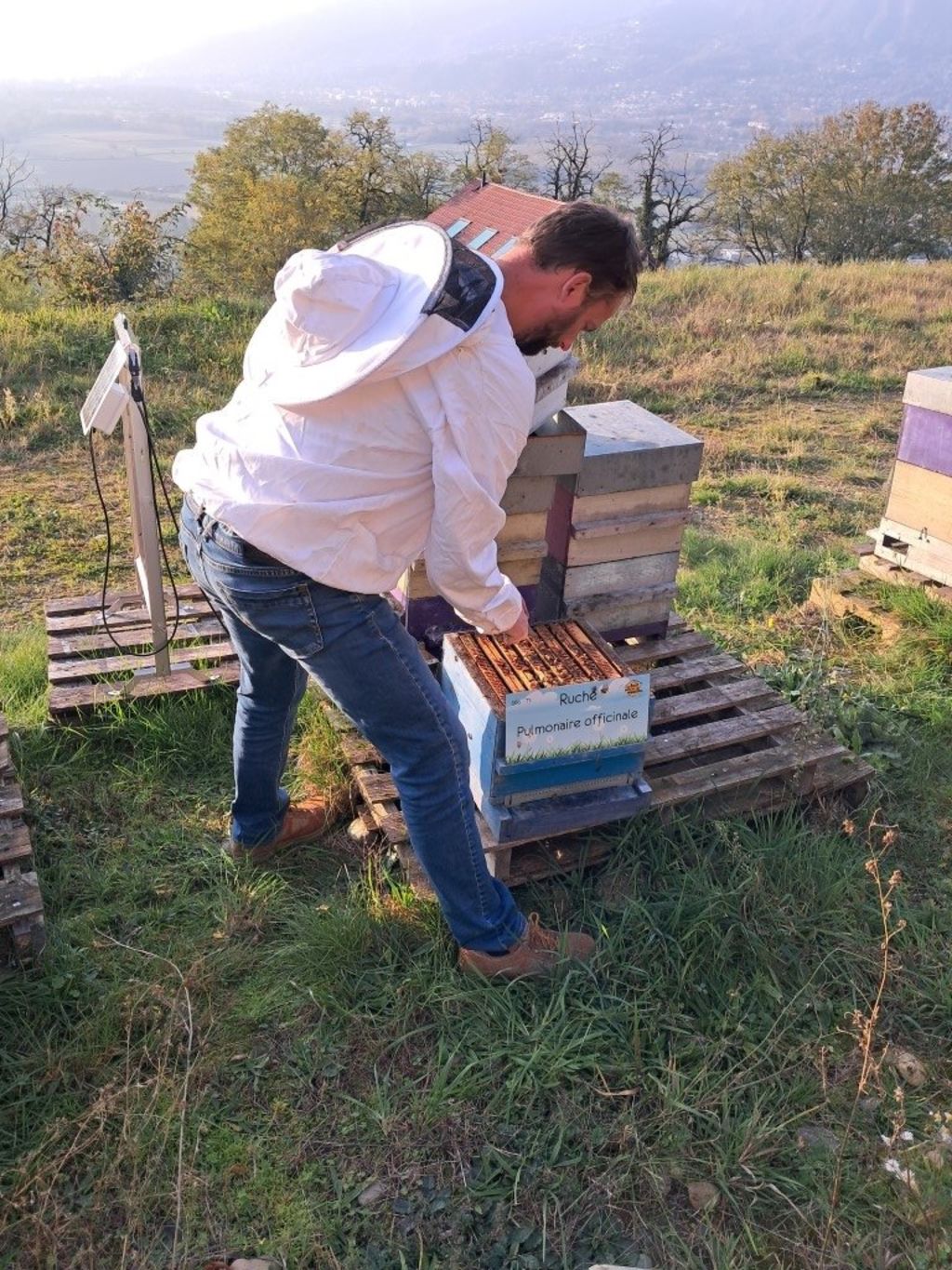 La ruche Pulmonaire officinale