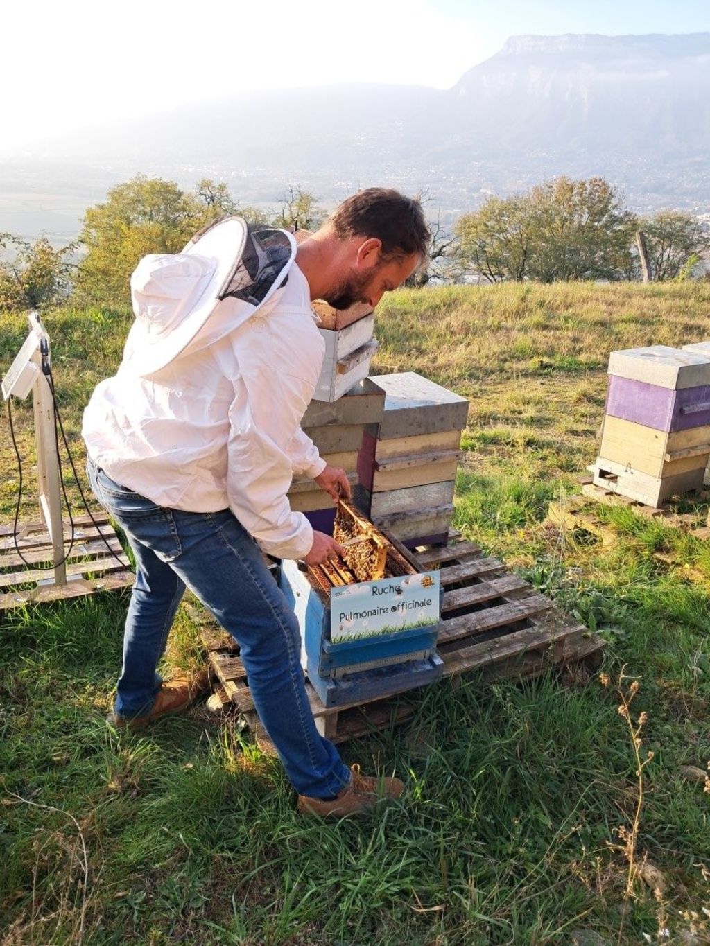 La ruche Pulmonaire officinale