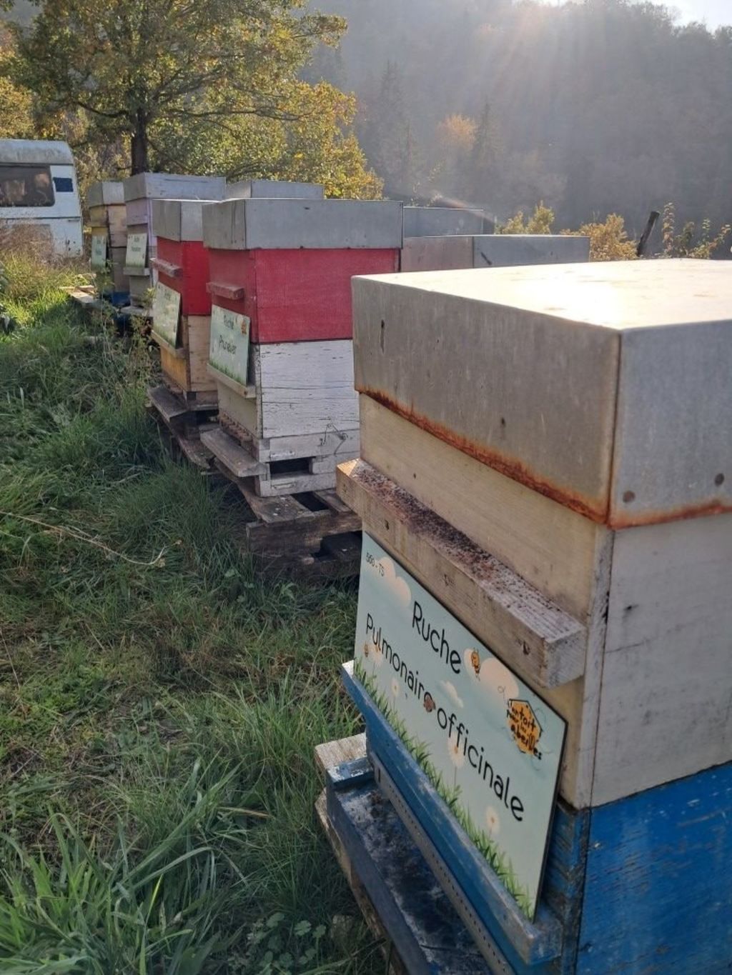 La ruche Pulmonaire officinale