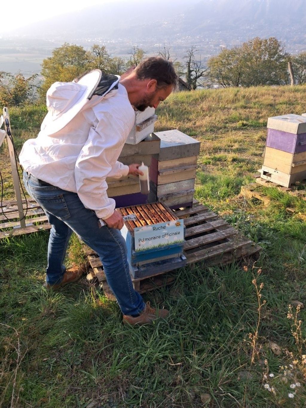 La ruche Pulmonaire officinale