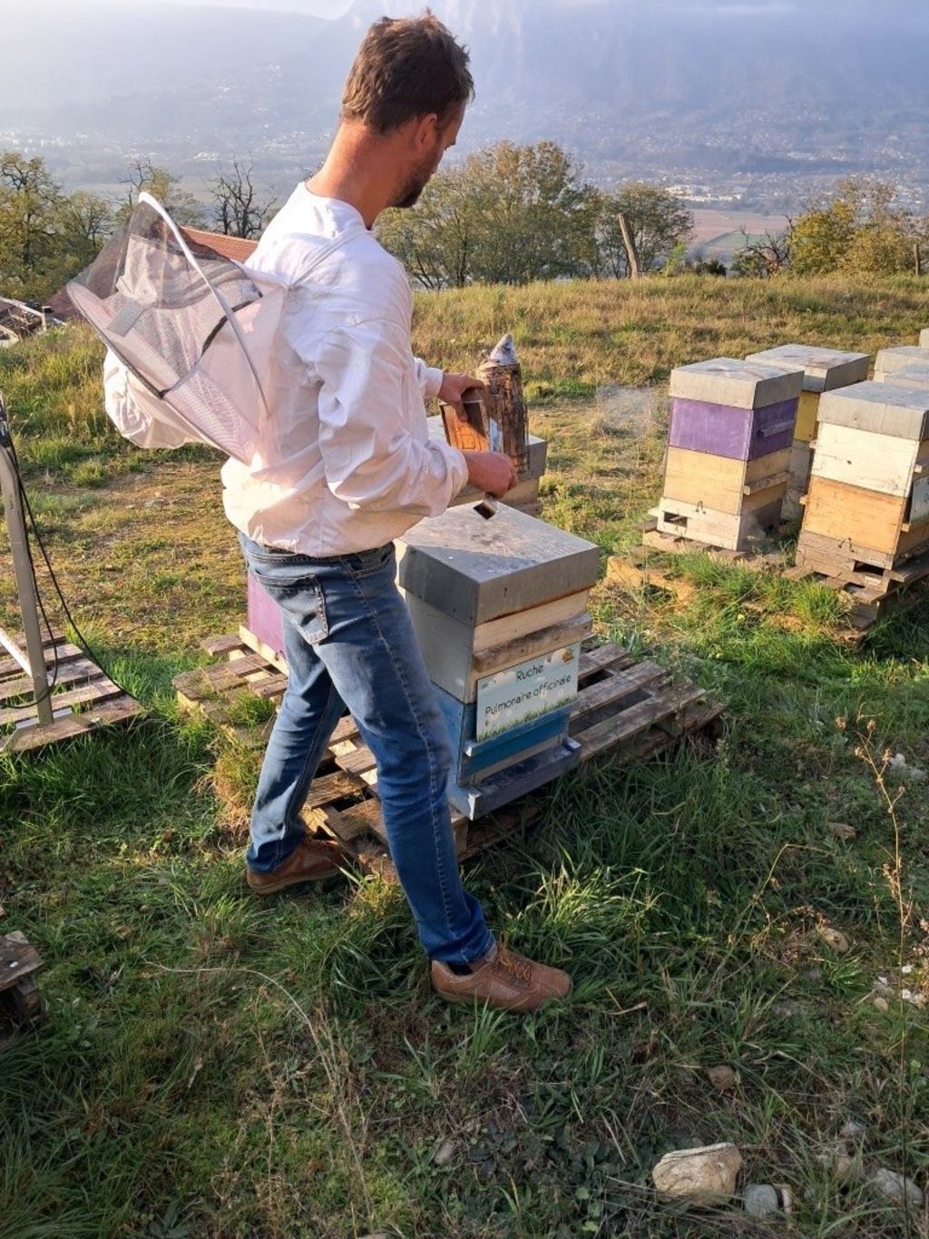 La ruche Pulmonaire officinale