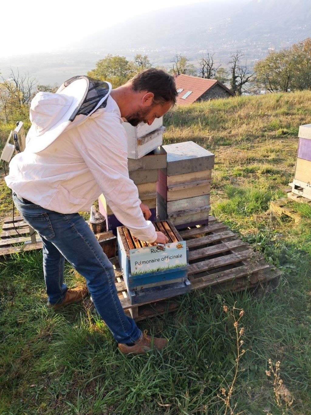 La ruche Pulmonaire officinale