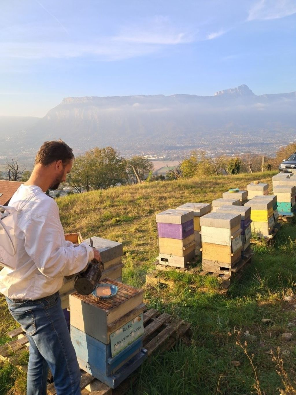 La ruche Pulmonaire officinale