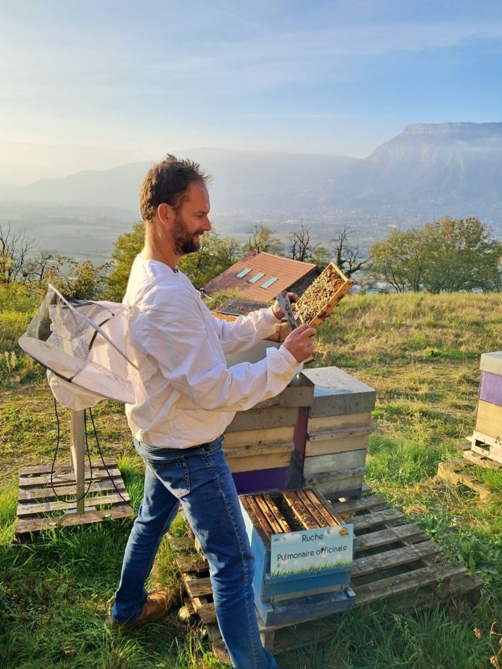 La ruche Pulmonaire officinale